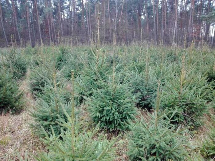 lasy państwowe, leśnicy, choinki, święta