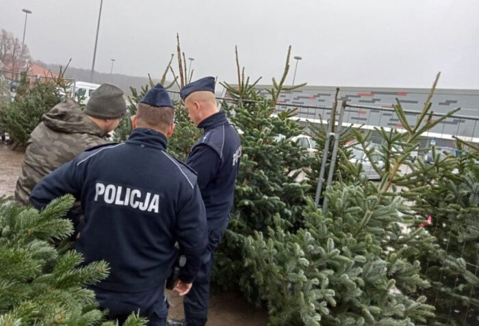 choinki, święta, drzewka, import