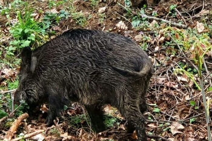 kraków, urząd miasta, dziki, populacja dzików, dokarmianie dzików