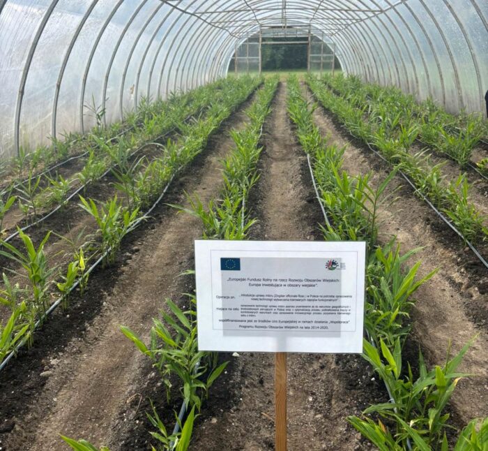 szulc, imbir, uprawa imbiru, opłacalność uprawy