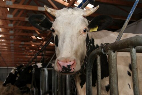 korowy pogłowie obora