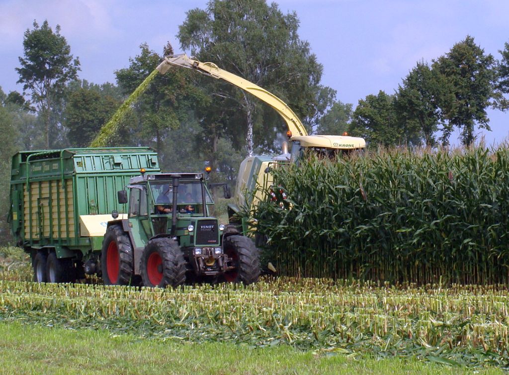 zbiory kukurydzy, plony kukurydzy, kukurydza na ziarno, kukurydza na zielonkę, gus