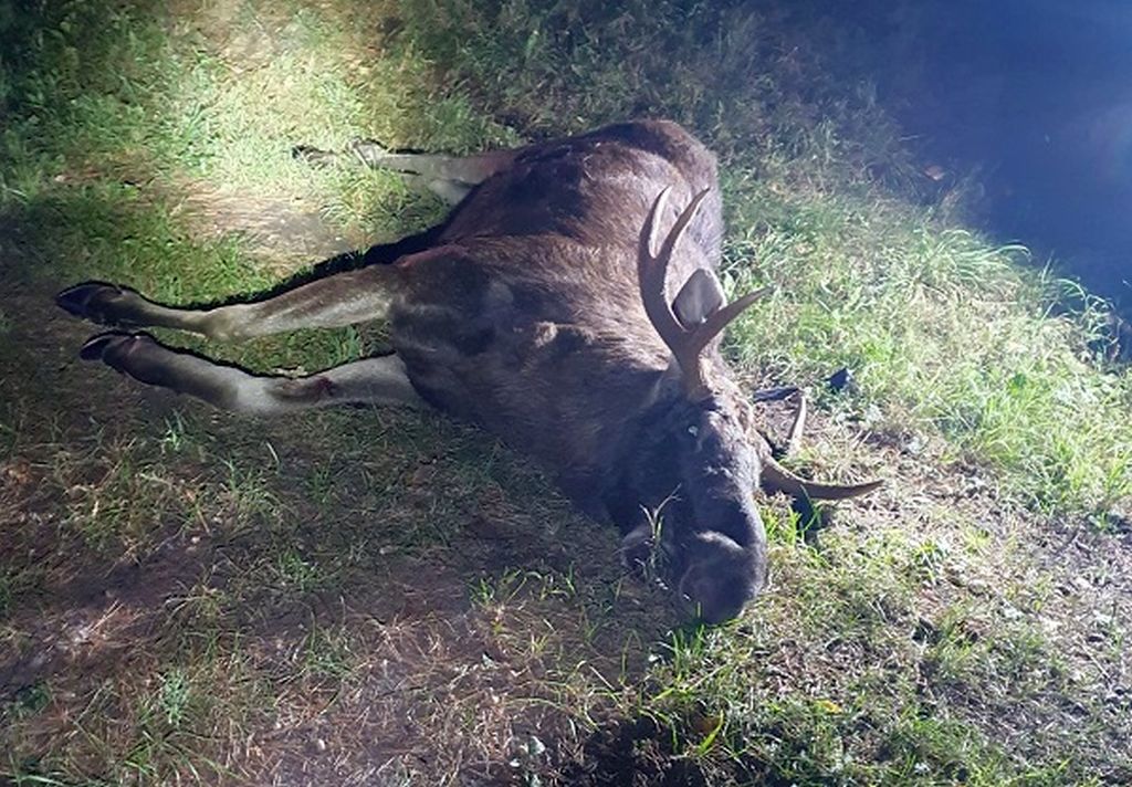 lir, mkiś, resort środowiska, łosie