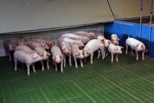 rośnie produkcja prosiąt, plenność loch