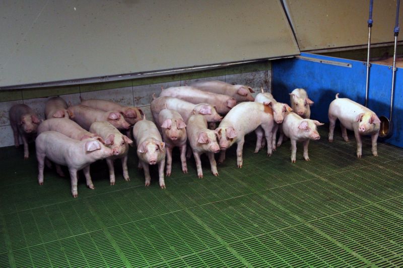 rośnie produkcja prosiąt, plenność loch