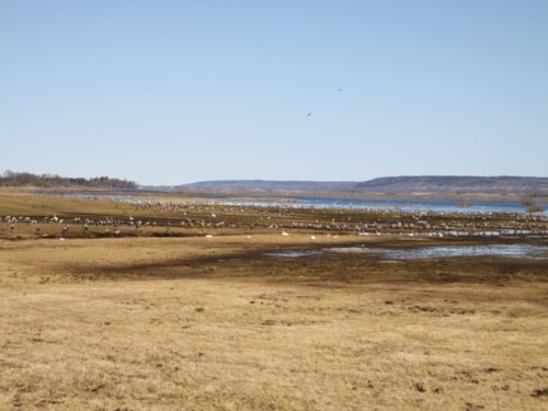 HPAI, grypa ptaków, ognisko HPAI, Inspekcja Weterynaryjna, hodowcy drobiu, bioasekuracja, H5N1