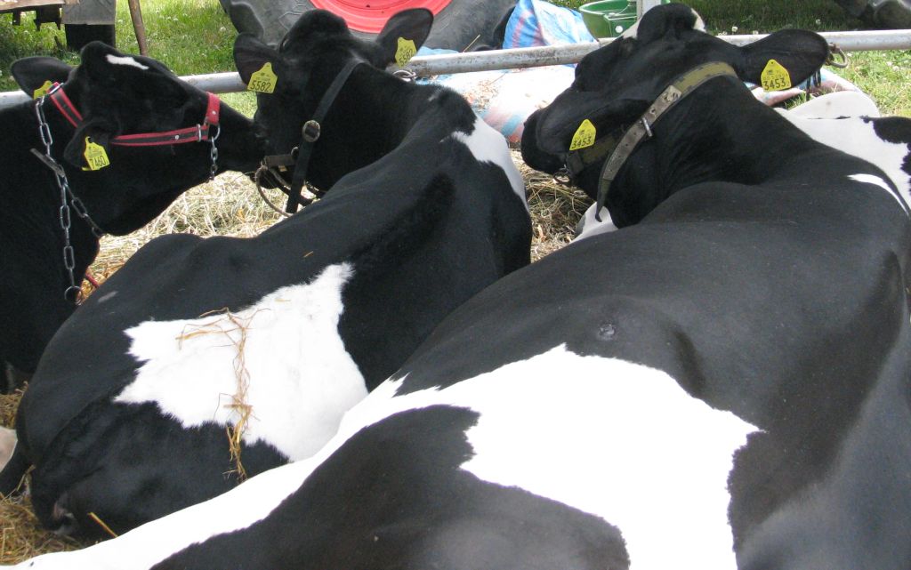 gus, regionalizacja produkcji, koncentracja produkcji, produkcja rolna