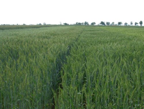 rolnictwo ekologiczne, produkcja ekologiczna, gospodarstwa ekologiczne, żywność ekologiczna