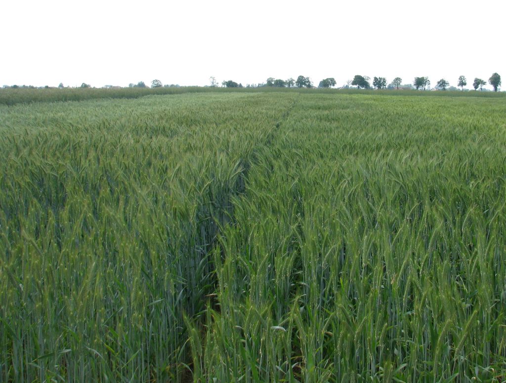 rolnictwo ekologiczne, produkcja ekologiczna, gospodarstwa ekologiczne, żywność ekologiczna