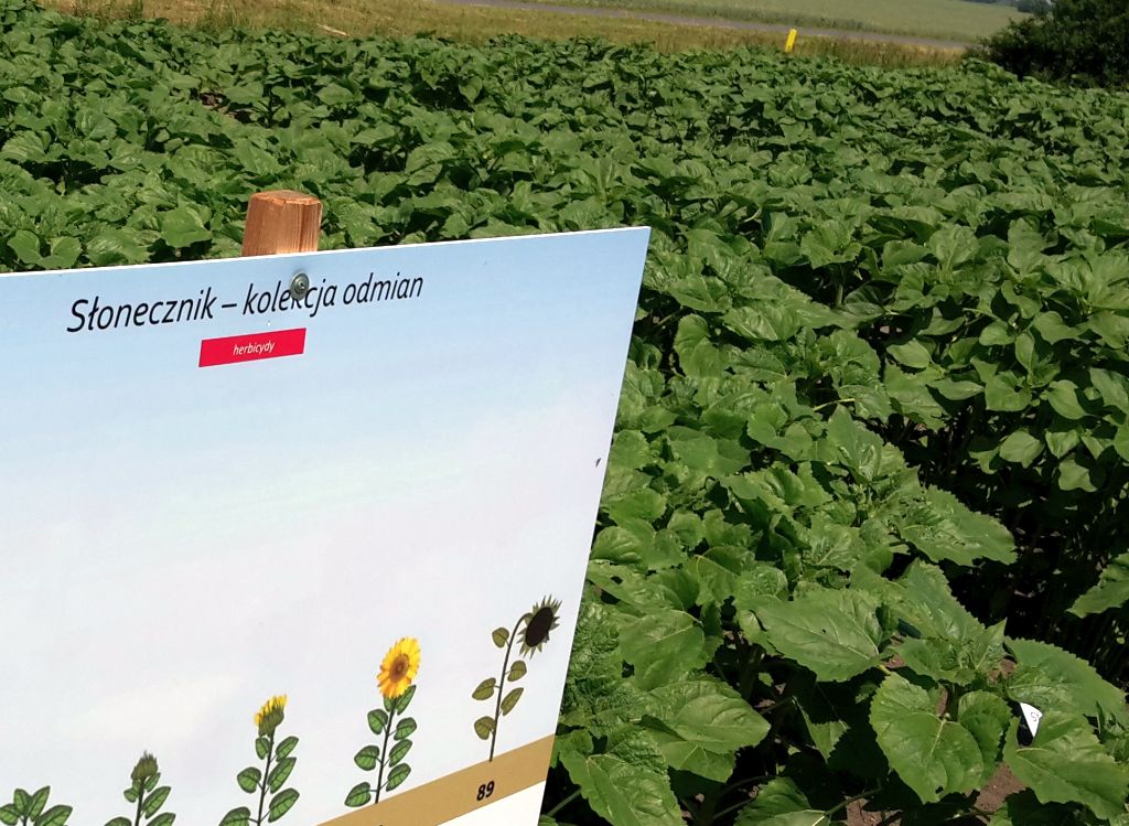 rząd, projekt ustawy, fundusze promocji, oleiste, słonecznik