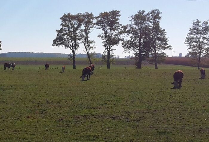 lubelskie, wścieklizna, ognisko wścieklizny, krowa