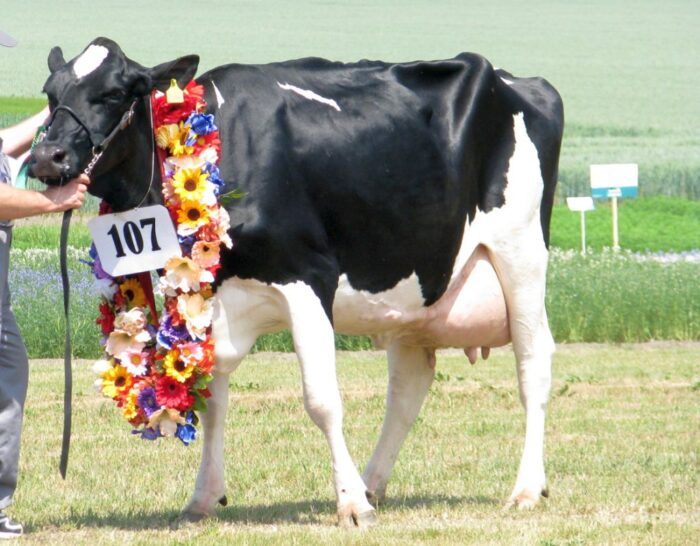 wystawa zwierząt, mrirw, wystawcy, rasy rodzime