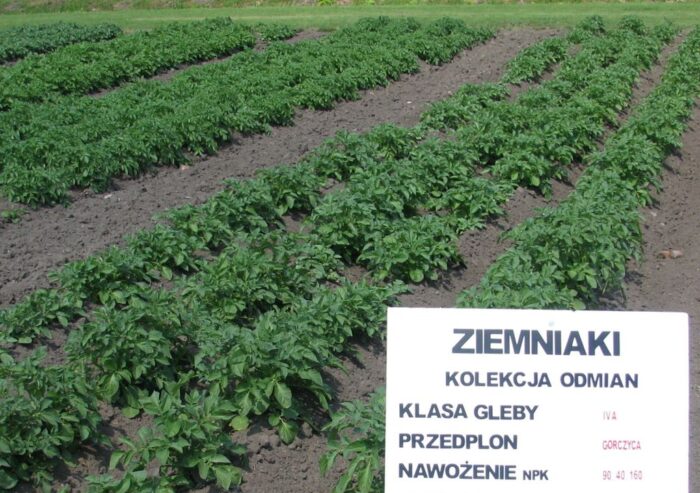 naukowcy, badanie, ziemniaki, upały