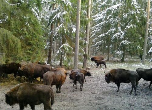 kowalczyk, pan, żubry, populacja żubra