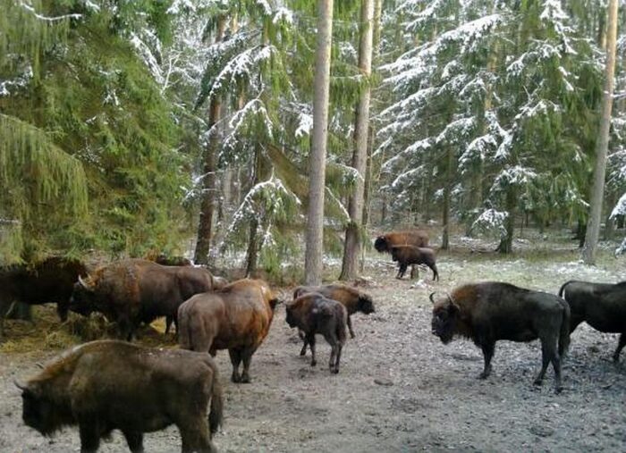 kowalczyk, pan, żubry, populacja żubra