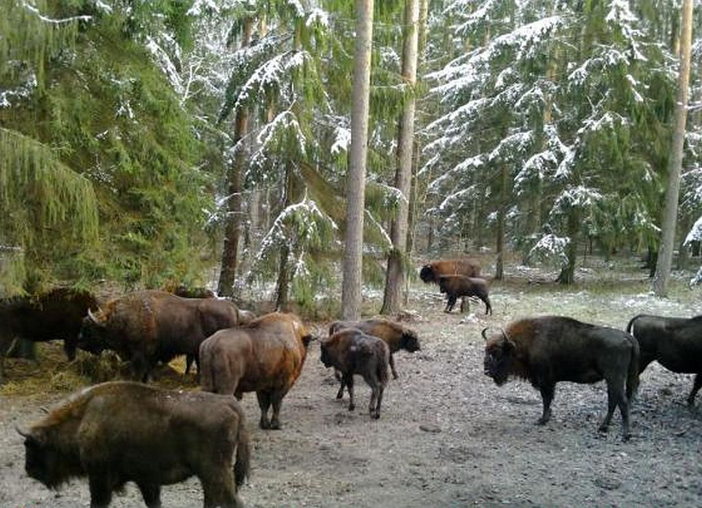 kowalczyk, pan, żubry, populacja żubra