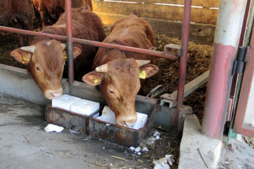 ceny bydła rzeźnego, mięso wołowe, wołowina, spadek cen, zakup bydła rzeźnego