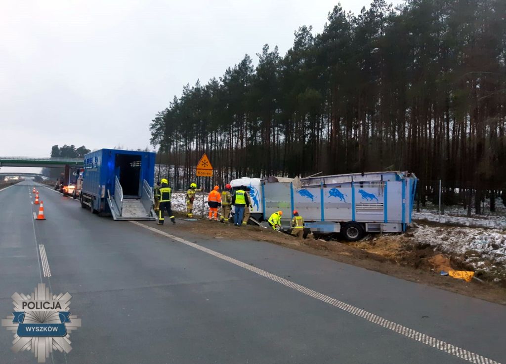 wypadek, zdarzenie drogowe, wywrócona ciężarówka, ciężarówka z bydłem