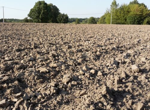 dzierżawa ziemi, ceny dzierżawy, dzierżawcy, ziemia rolna