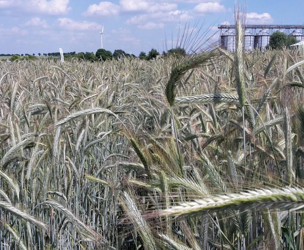 gus, ceny produktów rolnych, ceny skupu, produkty rolne