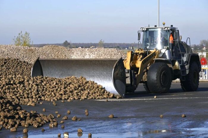 kgs, kampania cukrownicza, zbiór buraków, plony buraków