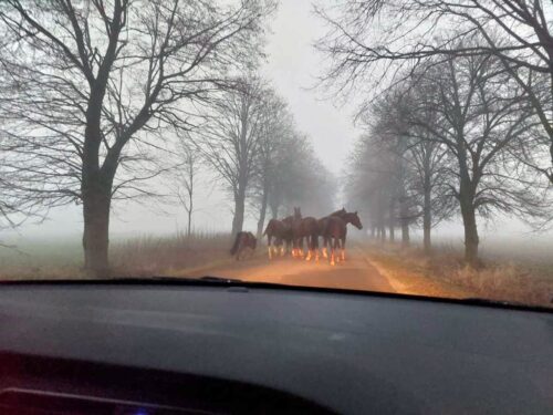 zwierzęta, konie, hodowca, konie na drodze, zwierzęta na drodze