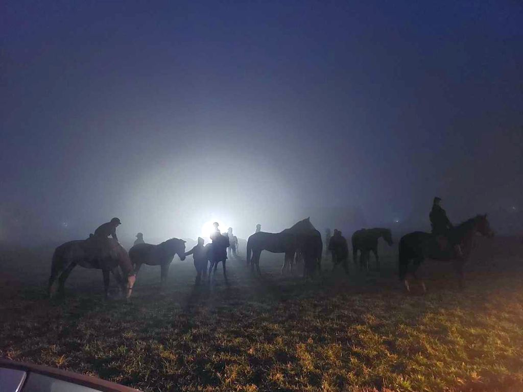 zwierzęta, konie, hodowca, konie na drodze, zwierzęta na drodze