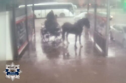 koń, zaprzęg, myjnia, śledztwo