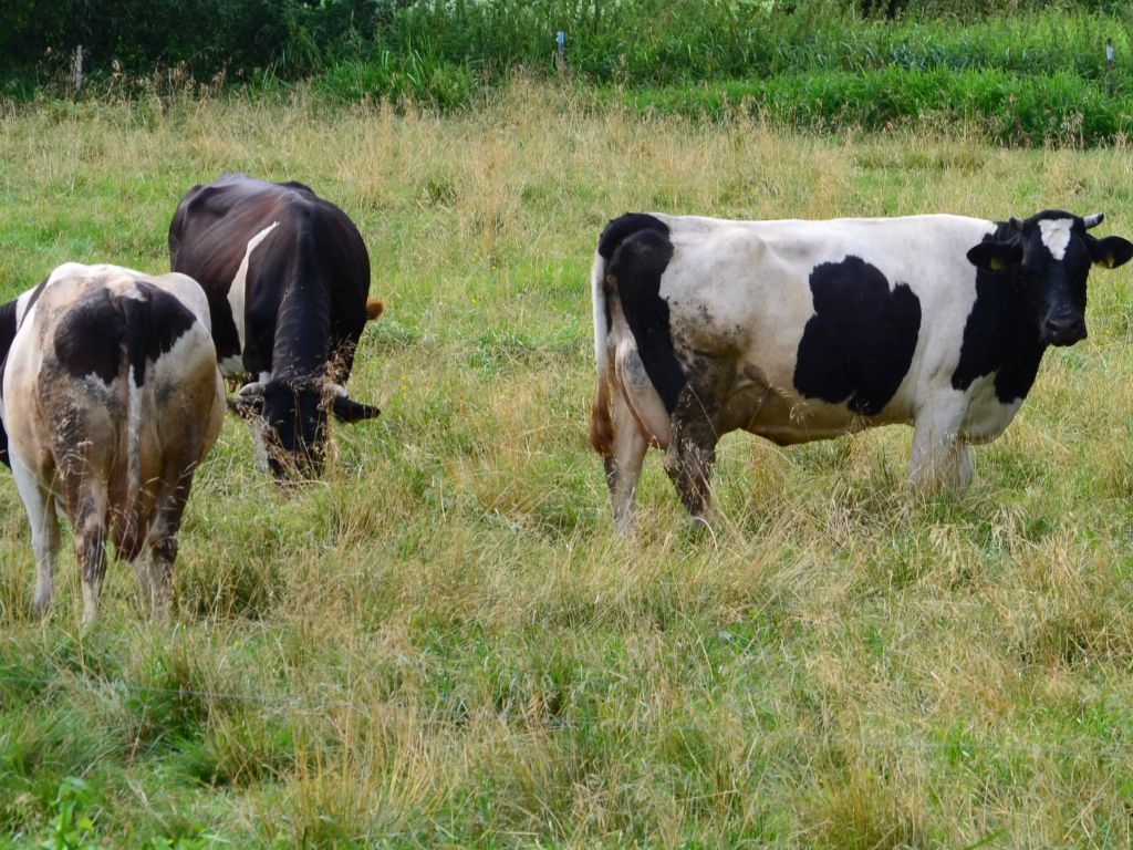 serbia, wyspa, wypas, krowy, konie