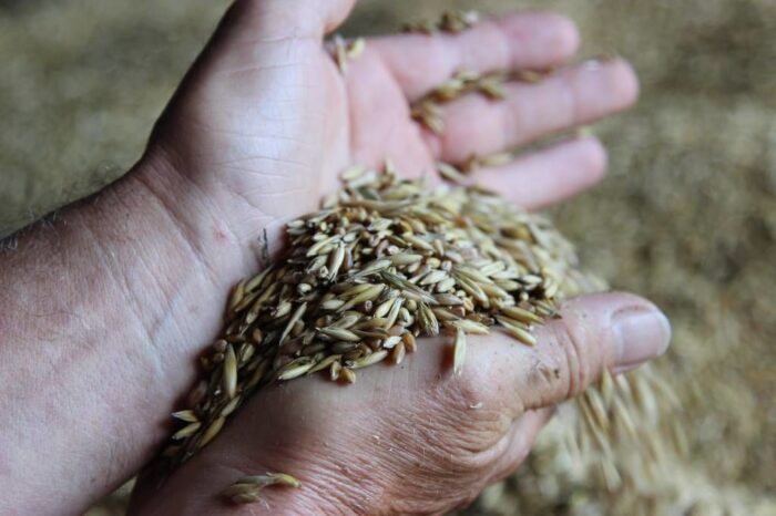 krus, depresja, rolnicy, choroba