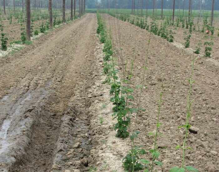 kontrola, ijhars, rynek chmielu, chmiel