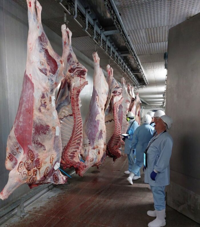 kontrole, inspekcja, ijhars, tusze wołowe