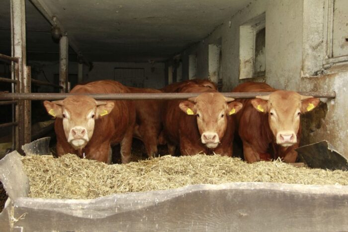 ceny bydła rzeźnego, mięso wołowe, wołowina, spadek cen, zakup bydła rzeźnego