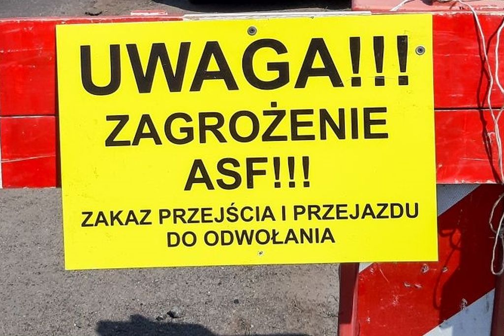 asf, dziki, padłe dziki, gdynia