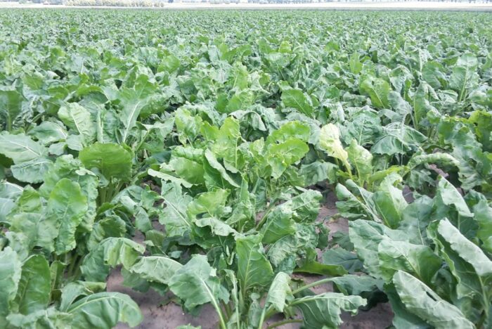 substancje czynne, środki ochrony roślin, ochrona roślin, buraki cukrowe