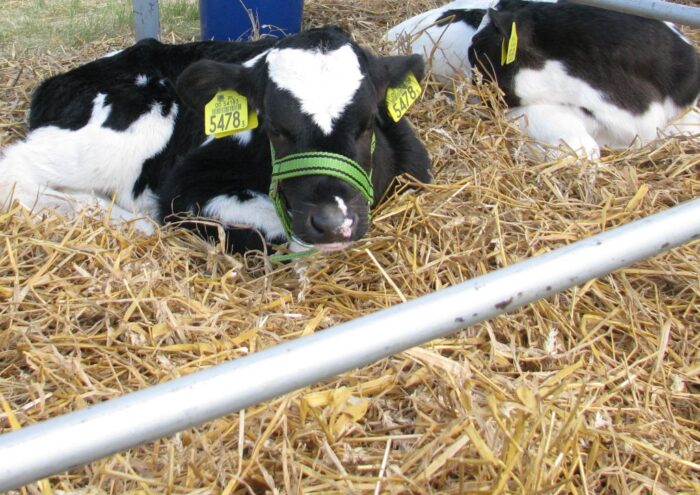 pir, choroby bydła, choroby zwierząt, refundacja kosztów