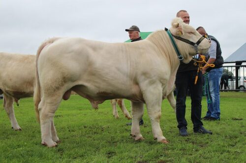 buhaje mięsne, czystorasowe buhaje, hodowcy bydła, bydło mięsne, hodowla bydła, producenci bydła, MRiRW, ARiMR