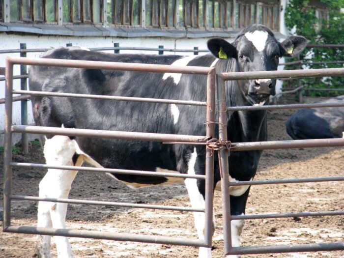 pir, dopłaty, buhaje, buhaje rasy mlecznej