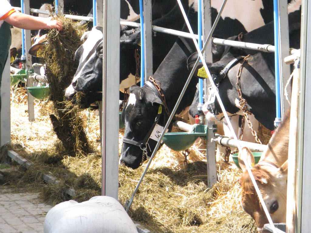 krir, mrirw, weterynarze, lekarze weterynarii