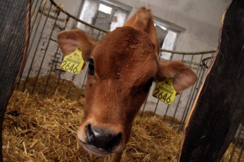 Hoduj z Głową Bydło, bydło mleczne, bydło mięsne, opasy, cielęta, krowy, hodowcy bydła