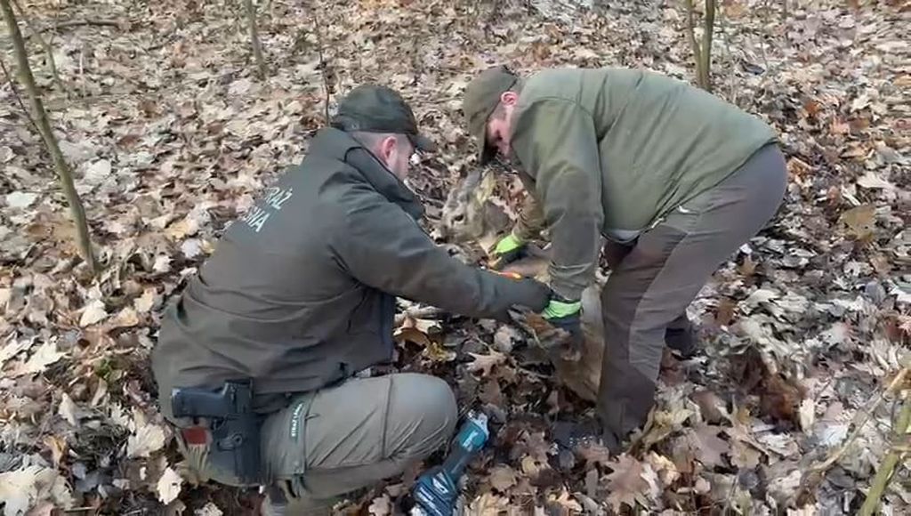 strażnicy leśni, kłusownictwo, pułapka, wnyki