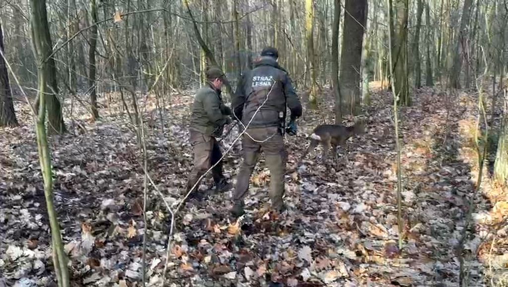 strażnicy leśni, kłusownictwo, pułapka, wnyki