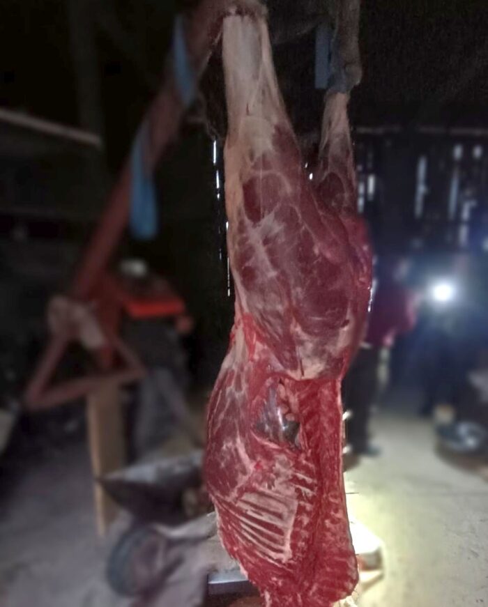 zatrzymanie, kłusownictwo, zarzuty, tusza łosia