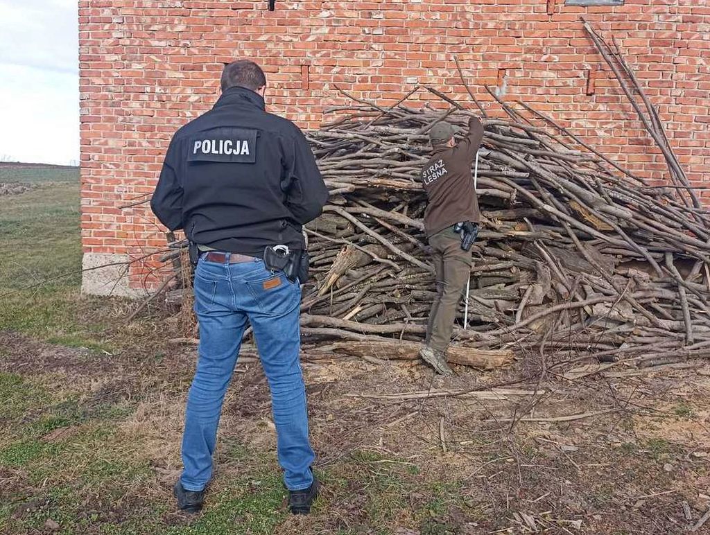 kradzież drewna, drewno, kradzież, lasy państwowe