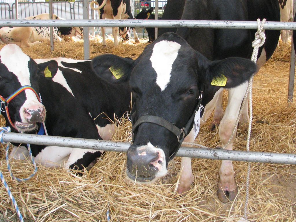 krir, zespół ds mleczarstwa, mleko, ceny, skup, hodowla, krowy, dopłaty