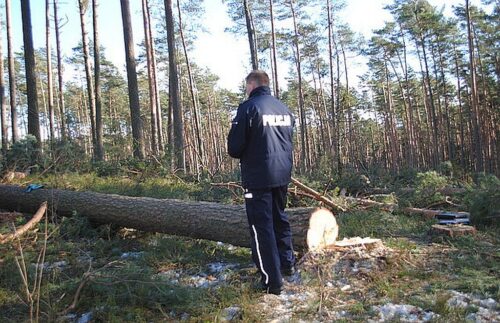 prace leśne, wycinka drzewa, wycinka drzew, wypadek, śmierć mężczyzny