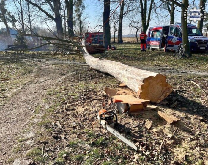 wypadek, prace leśne, wycinka drzew, ranny mężczyzna