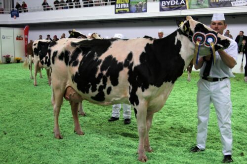 Narodowa Wystawa Zwierząt Hodowlanych, PFHBiPM, Leszek Hądzlik, pryszczyca, BTV, krowy mleczne, jałówki, wystawy bydła