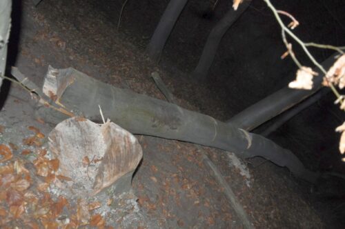 wypadek, wycinka drzew, prace leśne, ranny mężczyzna