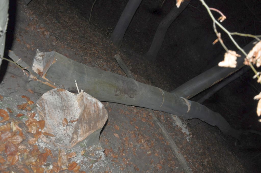 wypadek, wycinka drzew, prace leśne, ranny mężczyzna